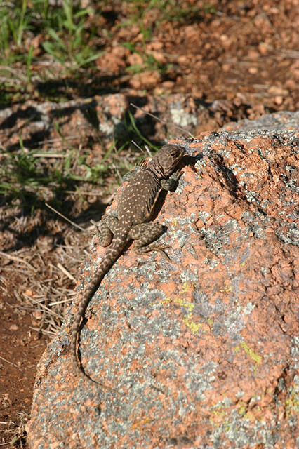 IMG 3788 small