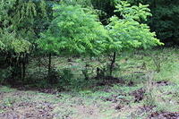 IMG 0887 small