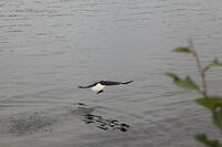 IMG 2724 small