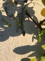 IMG 4219 small